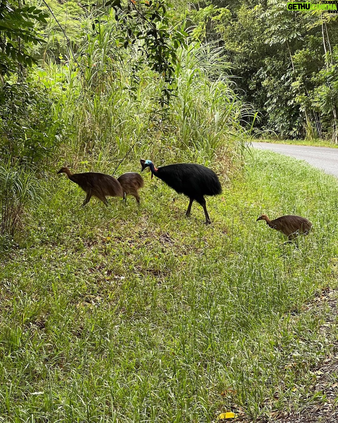 Orlando Bloom Instagram - friend’s become family 💛werk-outs 💨💦 & beach cleaning 🌴🐚🌏WILD wildlife🦎🦈🐨🐍@australia🇦🇺 you gotta lot to offer 🫵🙏☀️