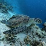 Pamela Reif Instagram – 🐢 braids, turtles & friendly monsters 🦈 Maldives