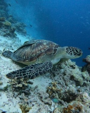 Pamela Reif Instagram - 🐢 braids, turtles & friendly monsters 🦈