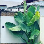 Pantea Panahiha Instagram – بزرگترین بابا آدم ی که دیدم ، تنش اندازه ی نخله و برگاش اندازه ی چتر! 
نمیدونم چرا انقدر به این گیاه علاقه دارم انگار واقعن بابا ی ادماس!