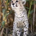 Pantea Panahiha Instagram - #پیروز 🤍 دلم برای پیروز کباب شد اما بدتر برای علیرضا شهرداری عزیز که بیشتر از بابا بود براش! پیروز رفت اما علیرضا شهرداری با اینهمه خاطره چه جوری بگذرونه😞😞😞 اقای شریف آرزوی صبر براتون 🙏🏼 #علیرضا_شهرداری #علیرضا_شهرداری_تسلیت #یوزپلنگ_آسیایی #یوز