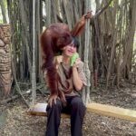 Pao Piched Jongjaihan Instagram - ลิงจั๊กๆ ก็มันรักจริงๆ 🤪🙉🙈🙊🐒 . 📸 : @aum.chld