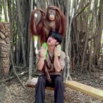 Pao Piched Jongjaihan Instagram - ลิงจั๊กๆ ก็มันรักจริงๆ 🤪🙉🙈🙊🐒 . 📸 : @aum.chld