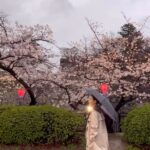 Park Jin-hee Instagram – .
교토는 벌써 벚꽃이 만개했어요✨
정말 봄이 온거같아요🌸
.
.
.
#kyoto #osaka #cherryblossom 
#교토#오사카#벚꽃