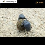 Park Jin-hee Instagram - 소똥구리가 한국에서 절멸. 사라졌다니… 너무 미안하고… 슬프다. . . . #Repost @news.penguin 우리에게 친숙한 곤충 소똥구리가 한국에서 절멸했다. 10년 만에 이뤄진 멸종위험 상태 재평가에서 소똥구리는 국내 야생에 단 한 마리도 남아있지 않은 것으로 확인됐다. 이에 따라 '지역절멸'에 속한 것으로 분류됐다. 과거 한국 전역에서 흔하게 볼 수 있었던 이 곤충은 1970년대 이후 공식적인 관찰 기록이 없다. 소똥구리는 대형 초식동물의 배설물을 먹고사는 분식성 곤충이다. 전문가들에 따르면 방목 가축이 감소한데다 항생제와 보존제 등 첨가제가 들어간 배합사료 사용, 농약살포, 서식환경 오염 등 원인으로 개체수가 급감하다 결국 멸종한 것으로 추정된다. 소똥구리 외에도 △닻무늬길앞장이 △물방개 △배물방개붙이 △루리하늘소 등 곤충 4종에 멸종 빨간불이 켜졌다. 이들 개체수는 서식지 훼손으로 급감하고 있다. 특히 딱정벌레과 닻무늬길앞잡이는 과거 경기·충남·전북·전남 등지에 분포했고 2000년 초반까지 인천 지역 해안사구에서 비교적 많은 개체수가 확인됐다. 하지만 해안사구 감소와 개발, 무분별한 남획으로 최근에는 충남 태안과 전남 신안 등지에서 소수의 개체수만 확인돼 멸종 우려가 높은 상황이다. . #소똥구리 #쇠똥구리 #곤충 #딱정벌레 #멸종위기종 #멸종위기 #절멸 #멸종 #야생동물 #물방개 #루리하늘소 #닻무늬길앞장이 #윤조롱박딱정벌레 #대모잠자리 #잠자리 #지구해요 #뉴스펭귄