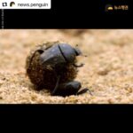 Park Jin-hee Instagram - 소똥구리가 한국에서 절멸. 사라졌다니… 너무 미안하고… 슬프다. . . . #Repost @news.penguin 우리에게 친숙한 곤충 소똥구리가 한국에서 절멸했다. 10년 만에 이뤄진 멸종위험 상태 재평가에서 소똥구리는 국내 야생에 단 한 마리도 남아있지 않은 것으로 확인됐다. 이에 따라 '지역절멸'에 속한 것으로 분류됐다. 과거 한국 전역에서 흔하게 볼 수 있었던 이 곤충은 1970년대 이후 공식적인 관찰 기록이 없다. 소똥구리는 대형 초식동물의 배설물을 먹고사는 분식성 곤충이다. 전문가들에 따르면 방목 가축이 감소한데다 항생제와 보존제 등 첨가제가 들어간 배합사료 사용, 농약살포, 서식환경 오염 등 원인으로 개체수가 급감하다 결국 멸종한 것으로 추정된다. 소똥구리 외에도 △닻무늬길앞장이 △물방개 △배물방개붙이 △루리하늘소 등 곤충 4종에 멸종 빨간불이 켜졌다. 이들 개체수는 서식지 훼손으로 급감하고 있다. 특히 딱정벌레과 닻무늬길앞잡이는 과거 경기·충남·전북·전남 등지에 분포했고 2000년 초반까지 인천 지역 해안사구에서 비교적 많은 개체수가 확인됐다. 하지만 해안사구 감소와 개발, 무분별한 남획으로 최근에는 충남 태안과 전남 신안 등지에서 소수의 개체수만 확인돼 멸종 우려가 높은 상황이다. . #소똥구리 #쇠똥구리 #곤충 #딱정벌레 #멸종위기종 #멸종위기 #절멸 #멸종 #야생동물 #물방개 #루리하늘소 #닻무늬길앞장이 #윤조롱박딱정벌레 #대모잠자리 #잠자리 #지구해요 #뉴스펭귄
