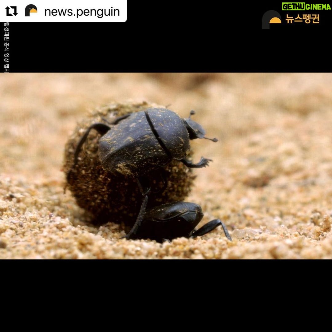 Park Jin-hee Instagram - 소똥구리가 한국에서 절멸. 사라졌다니… 너무 미안하고… 슬프다. . . . #Repost @news.penguin 우리에게 친숙한 곤충 소똥구리가 한국에서 절멸했다. 10년 만에 이뤄진 멸종위험 상태 재평가에서 소똥구리는 국내 야생에 단 한 마리도 남아있지 않은 것으로 확인됐다. 이에 따라 '지역절멸'에 속한 것으로 분류됐다. 과거 한국 전역에서 흔하게 볼 수 있었던 이 곤충은 1970년대 이후 공식적인 관찰 기록이 없다. 소똥구리는 대형 초식동물의 배설물을 먹고사는 분식성 곤충이다. 전문가들에 따르면 방목 가축이 감소한데다 항생제와 보존제 등 첨가제가 들어간 배합사료 사용, 농약살포, 서식환경 오염 등 원인으로 개체수가 급감하다 결국 멸종한 것으로 추정된다. 소똥구리 외에도 △닻무늬길앞장이 △물방개 △배물방개붙이 △루리하늘소 등 곤충 4종에 멸종 빨간불이 켜졌다. 이들 개체수는 서식지 훼손으로 급감하고 있다. 특히 딱정벌레과 닻무늬길앞잡이는 과거 경기·충남·전북·전남 등지에 분포했고 2000년 초반까지 인천 지역 해안사구에서 비교적 많은 개체수가 확인됐다. 하지만 해안사구 감소와 개발, 무분별한 남획으로 최근에는 충남 태안과 전남 신안 등지에서 소수의 개체수만 확인돼 멸종 우려가 높은 상황이다. . #소똥구리 #쇠똥구리 #곤충 #딱정벌레 #멸종위기종 #멸종위기 #절멸 #멸종 #야생동물 #물방개 #루리하늘소 #닻무늬길앞장이 #윤조롱박딱정벌레 #대모잠자리 #잠자리 #지구해요 #뉴스펭귄
