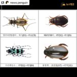 Park Jin-hee Instagram - 소똥구리가 한국에서 절멸. 사라졌다니… 너무 미안하고… 슬프다. . . . #Repost @news.penguin 우리에게 친숙한 곤충 소똥구리가 한국에서 절멸했다. 10년 만에 이뤄진 멸종위험 상태 재평가에서 소똥구리는 국내 야생에 단 한 마리도 남아있지 않은 것으로 확인됐다. 이에 따라 '지역절멸'에 속한 것으로 분류됐다. 과거 한국 전역에서 흔하게 볼 수 있었던 이 곤충은 1970년대 이후 공식적인 관찰 기록이 없다. 소똥구리는 대형 초식동물의 배설물을 먹고사는 분식성 곤충이다. 전문가들에 따르면 방목 가축이 감소한데다 항생제와 보존제 등 첨가제가 들어간 배합사료 사용, 농약살포, 서식환경 오염 등 원인으로 개체수가 급감하다 결국 멸종한 것으로 추정된다. 소똥구리 외에도 △닻무늬길앞장이 △물방개 △배물방개붙이 △루리하늘소 등 곤충 4종에 멸종 빨간불이 켜졌다. 이들 개체수는 서식지 훼손으로 급감하고 있다. 특히 딱정벌레과 닻무늬길앞잡이는 과거 경기·충남·전북·전남 등지에 분포했고 2000년 초반까지 인천 지역 해안사구에서 비교적 많은 개체수가 확인됐다. 하지만 해안사구 감소와 개발, 무분별한 남획으로 최근에는 충남 태안과 전남 신안 등지에서 소수의 개체수만 확인돼 멸종 우려가 높은 상황이다. . #소똥구리 #쇠똥구리 #곤충 #딱정벌레 #멸종위기종 #멸종위기 #절멸 #멸종 #야생동물 #물방개 #루리하늘소 #닻무늬길앞장이 #윤조롱박딱정벌레 #대모잠자리 #잠자리 #지구해요 #뉴스펭귄
