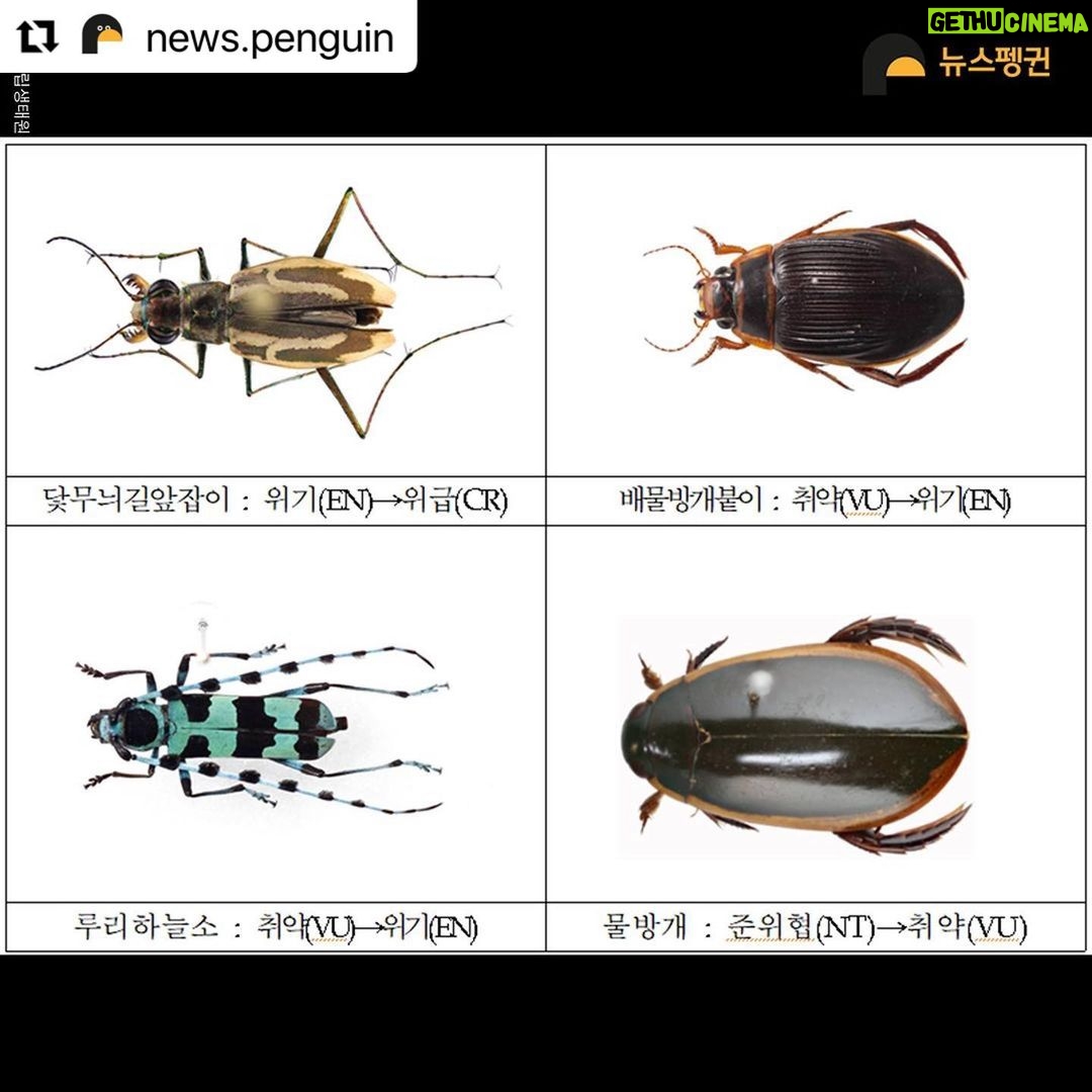 Park Jin-hee Instagram - 소똥구리가 한국에서 절멸. 사라졌다니… 너무 미안하고… 슬프다. . . . #Repost @news.penguin 우리에게 친숙한 곤충 소똥구리가 한국에서 절멸했다. 10년 만에 이뤄진 멸종위험 상태 재평가에서 소똥구리는 국내 야생에 단 한 마리도 남아있지 않은 것으로 확인됐다. 이에 따라 '지역절멸'에 속한 것으로 분류됐다. 과거 한국 전역에서 흔하게 볼 수 있었던 이 곤충은 1970년대 이후 공식적인 관찰 기록이 없다. 소똥구리는 대형 초식동물의 배설물을 먹고사는 분식성 곤충이다. 전문가들에 따르면 방목 가축이 감소한데다 항생제와 보존제 등 첨가제가 들어간 배합사료 사용, 농약살포, 서식환경 오염 등 원인으로 개체수가 급감하다 결국 멸종한 것으로 추정된다. 소똥구리 외에도 △닻무늬길앞장이 △물방개 △배물방개붙이 △루리하늘소 등 곤충 4종에 멸종 빨간불이 켜졌다. 이들 개체수는 서식지 훼손으로 급감하고 있다. 특히 딱정벌레과 닻무늬길앞잡이는 과거 경기·충남·전북·전남 등지에 분포했고 2000년 초반까지 인천 지역 해안사구에서 비교적 많은 개체수가 확인됐다. 하지만 해안사구 감소와 개발, 무분별한 남획으로 최근에는 충남 태안과 전남 신안 등지에서 소수의 개체수만 확인돼 멸종 우려가 높은 상황이다. . #소똥구리 #쇠똥구리 #곤충 #딱정벌레 #멸종위기종 #멸종위기 #절멸 #멸종 #야생동물 #물방개 #루리하늘소 #닻무늬길앞장이 #윤조롱박딱정벌레 #대모잠자리 #잠자리 #지구해요 #뉴스펭귄