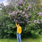 Park Jin-hee Instagram - 얼마전, 바람을 타고 전해지는 라일락향기에 이끌려왔는데 이렇게 큰 라일락 나무를 만났어요😍 . 라일락의 꽃말은 젊은날의 추억이래요! . 라일락의 향기 오래오래 간직하고 싶네요! 오늘도 좋은 하루 보내세요! . . #라일락 , 오늘 갑자기 #갬성적