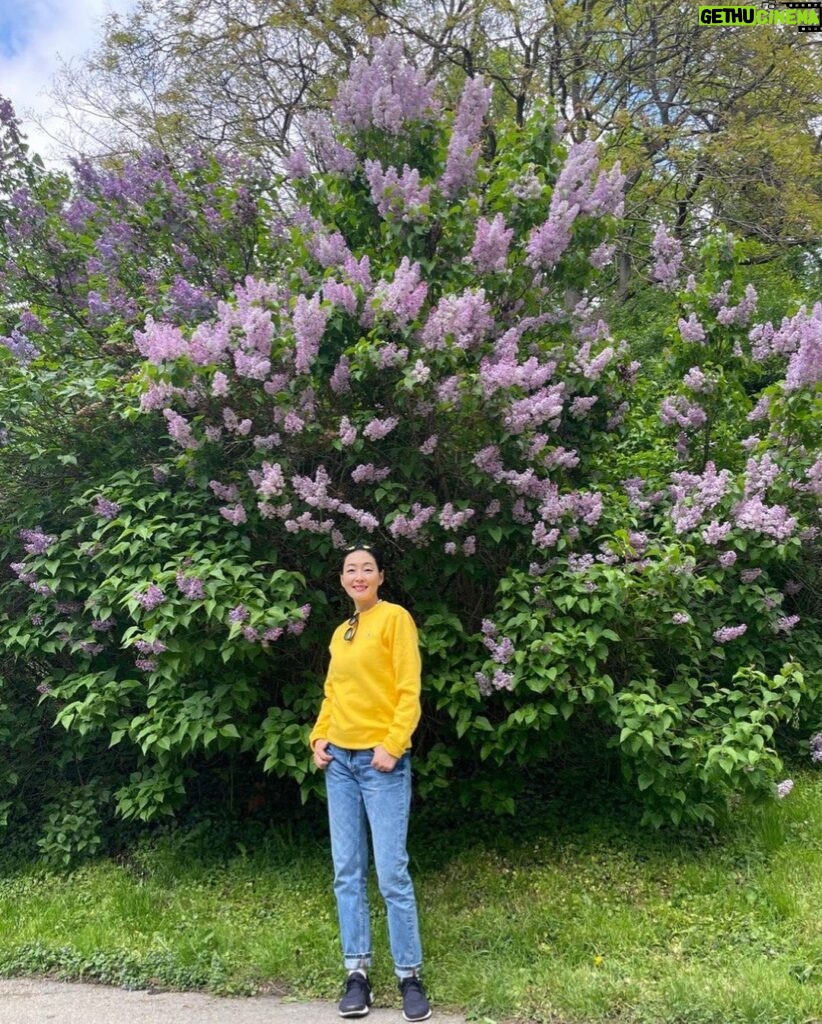 Park Jin-hee Instagram - 얼마전, 바람을 타고 전해지는 라일락향기에 이끌려왔는데 이렇게 큰 라일락 나무를 만났어요😍 . 라일락의 꽃말은 젊은날의 추억이래요! . 라일락의 향기 오래오래 간직하고 싶네요! 오늘도 좋은 하루 보내세요! . . #라일락 , 오늘 갑자기 #갬성적