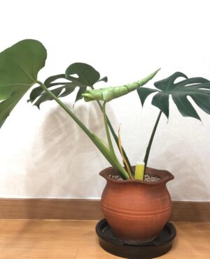 Park Jin-hee Instagram - 비가 오는 식목일이네요!
나무를 심고 가꾸는 것도 중요하지만
우리 산림을 보존하는것도 중요하다는거 잊지마세요😍지구온난화로 더욱 건조해지면서 산불이 자주 발생하고있어요!…우리 산림을 지켜주세요! 산불조심 또조심!
.
재작년 가을에 당근으로 구매한 몬스테라 화분이 폭풍성장해서 얼마전에 분갈이 해주었어요😛무럭무럭자라라!!!!
.
😜비올때마다 빗물을 받아서 화분에 물주는것도 꿀팁입니다용

#4월5일#식목일 #산불조심 #또조심 #산림을보호해주세요