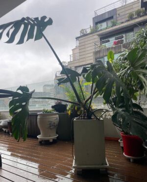 Park Jin-hee Instagram - 비가 오는 식목일이네요!
나무를 심고 가꾸는 것도 중요하지만
우리 산림을 보존하는것도 중요하다는거 잊지마세요😍지구온난화로 더욱 건조해지면서 산불이 자주 발생하고있어요!…우리 산림을 지켜주세요! 산불조심 또조심!
.
재작년 가을에 당근으로 구매한 몬스테라 화분이 폭풍성장해서 얼마전에 분갈이 해주었어요😛무럭무럭자라라!!!!
.
😜비올때마다 빗물을 받아서 화분에 물주는것도 꿀팁입니다용

#4월5일#식목일 #산불조심 #또조심 #산림을보호해주세요