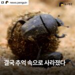 Park Jin-hee Instagram - 소똥구리가 한국에서 절멸. 사라졌다니… 너무 미안하고… 슬프다. . . . #Repost @news.penguin 우리에게 친숙한 곤충 소똥구리가 한국에서 절멸했다. 10년 만에 이뤄진 멸종위험 상태 재평가에서 소똥구리는 국내 야생에 단 한 마리도 남아있지 않은 것으로 확인됐다. 이에 따라 '지역절멸'에 속한 것으로 분류됐다. 과거 한국 전역에서 흔하게 볼 수 있었던 이 곤충은 1970년대 이후 공식적인 관찰 기록이 없다. 소똥구리는 대형 초식동물의 배설물을 먹고사는 분식성 곤충이다. 전문가들에 따르면 방목 가축이 감소한데다 항생제와 보존제 등 첨가제가 들어간 배합사료 사용, 농약살포, 서식환경 오염 등 원인으로 개체수가 급감하다 결국 멸종한 것으로 추정된다. 소똥구리 외에도 △닻무늬길앞장이 △물방개 △배물방개붙이 △루리하늘소 등 곤충 4종에 멸종 빨간불이 켜졌다. 이들 개체수는 서식지 훼손으로 급감하고 있다. 특히 딱정벌레과 닻무늬길앞잡이는 과거 경기·충남·전북·전남 등지에 분포했고 2000년 초반까지 인천 지역 해안사구에서 비교적 많은 개체수가 확인됐다. 하지만 해안사구 감소와 개발, 무분별한 남획으로 최근에는 충남 태안과 전남 신안 등지에서 소수의 개체수만 확인돼 멸종 우려가 높은 상황이다. . #소똥구리 #쇠똥구리 #곤충 #딱정벌레 #멸종위기종 #멸종위기 #절멸 #멸종 #야생동물 #물방개 #루리하늘소 #닻무늬길앞장이 #윤조롱박딱정벌레 #대모잠자리 #잠자리 #지구해요 #뉴스펭귄
