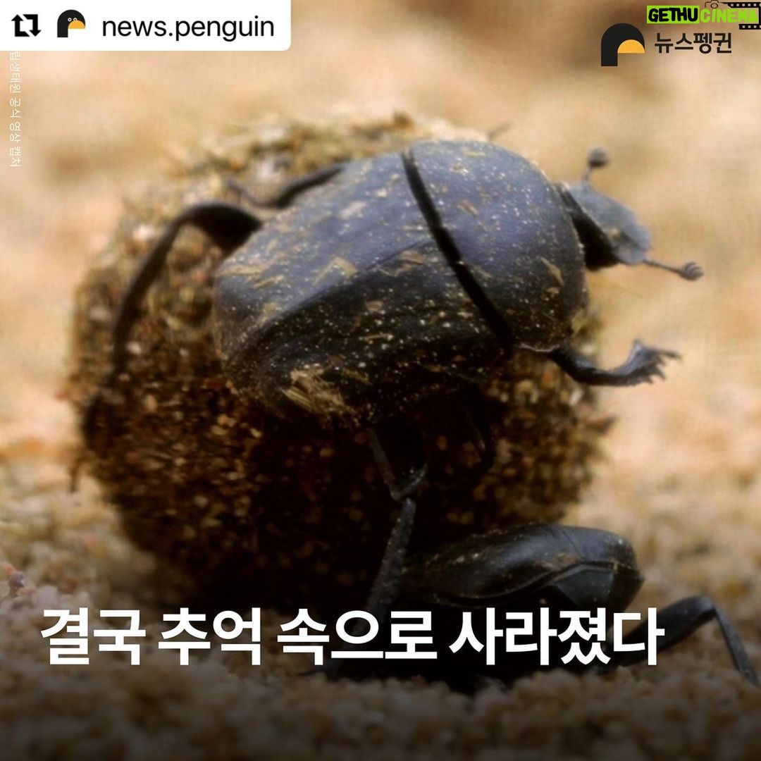 Park Jin-hee Instagram - 소똥구리가 한국에서 절멸. 사라졌다니… 너무 미안하고… 슬프다. . . . #Repost @news.penguin 우리에게 친숙한 곤충 소똥구리가 한국에서 절멸했다. 10년 만에 이뤄진 멸종위험 상태 재평가에서 소똥구리는 국내 야생에 단 한 마리도 남아있지 않은 것으로 확인됐다. 이에 따라 '지역절멸'에 속한 것으로 분류됐다. 과거 한국 전역에서 흔하게 볼 수 있었던 이 곤충은 1970년대 이후 공식적인 관찰 기록이 없다. 소똥구리는 대형 초식동물의 배설물을 먹고사는 분식성 곤충이다. 전문가들에 따르면 방목 가축이 감소한데다 항생제와 보존제 등 첨가제가 들어간 배합사료 사용, 농약살포, 서식환경 오염 등 원인으로 개체수가 급감하다 결국 멸종한 것으로 추정된다. 소똥구리 외에도 △닻무늬길앞장이 △물방개 △배물방개붙이 △루리하늘소 등 곤충 4종에 멸종 빨간불이 켜졌다. 이들 개체수는 서식지 훼손으로 급감하고 있다. 특히 딱정벌레과 닻무늬길앞잡이는 과거 경기·충남·전북·전남 등지에 분포했고 2000년 초반까지 인천 지역 해안사구에서 비교적 많은 개체수가 확인됐다. 하지만 해안사구 감소와 개발, 무분별한 남획으로 최근에는 충남 태안과 전남 신안 등지에서 소수의 개체수만 확인돼 멸종 우려가 높은 상황이다. . #소똥구리 #쇠똥구리 #곤충 #딱정벌레 #멸종위기종 #멸종위기 #절멸 #멸종 #야생동물 #물방개 #루리하늘소 #닻무늬길앞장이 #윤조롱박딱정벌레 #대모잠자리 #잠자리 #지구해요 #뉴스펭귄