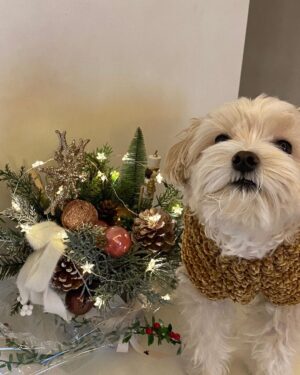 Park Jung-yeon Instagram - MerrymeRry christMas🎄