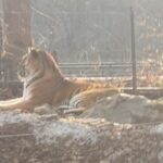 Park Shin-hye Instagram - 유튜브에서만 보던 태호와 건곤이🫶🏼 드디어 실물영접❣️🐯 심장이 콩닥콩닥콩닥