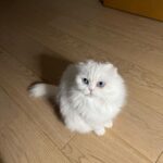 Park Shin-hye Instagram - 이제 겨우 다 길렀는데 미안해.. 털이 너무 날려...🤦🏻‍♀️ 콧구멍에 털이 꽂히는 기분이야.. . . . #털밀리기하루전