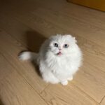 Park Shin-hye Instagram - 이제 겨우 다 길렀는데 미안해.. 털이 너무 날려...🤦🏻‍♀️ 콧구멍에 털이 꽂히는 기분이야.. . . . #털밀리기하루전