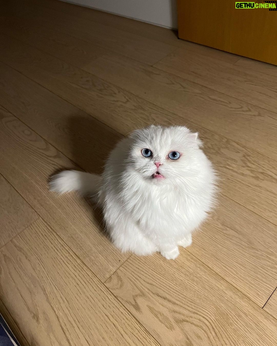 Park Shin-hye Instagram - 이제 겨우 다 길렀는데 미안해.. 털이 너무 날려...🤦🏻♀️ 콧구멍에 털이 꽂히는 기분이야.. . . . #털밀리기하루전