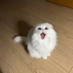 Park Shin-hye Instagram - 이제 겨우 다 길렀는데 미안해.. 털이 너무 날려...🤦🏻‍♀️ 콧구멍에 털이 꽂히는 기분이야.. . . . #털밀리기하루전