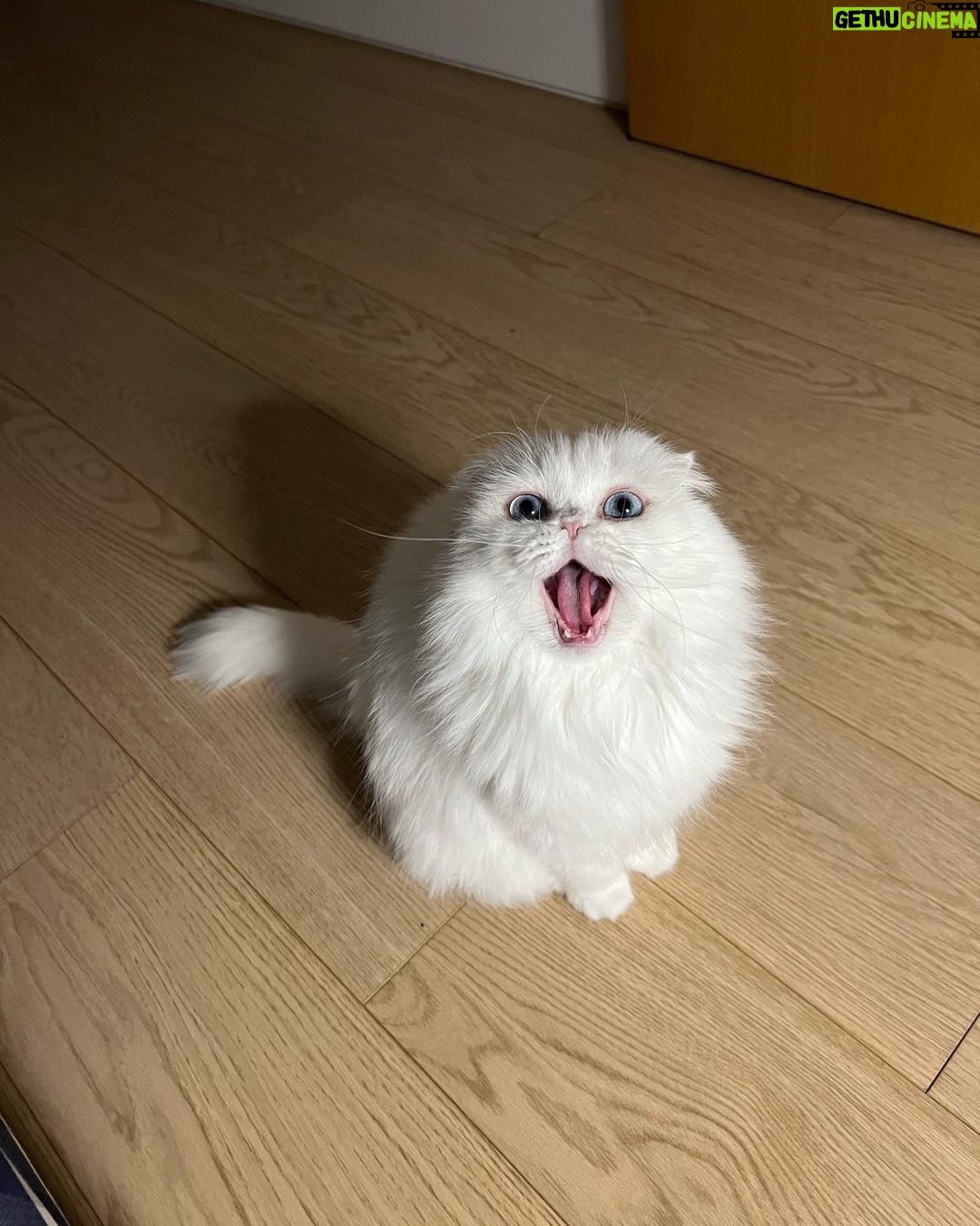 Park Shin-hye Instagram - 이제 겨우 다 길렀는데 미안해.. 털이 너무 날려...🤦🏻♀️ 콧구멍에 털이 꽂히는 기분이야.. . . . #털밀리기하루전
