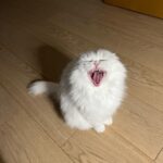 Park Shin-hye Instagram - 이제 겨우 다 길렀는데 미안해.. 털이 너무 날려...🤦🏻‍♀️ 콧구멍에 털이 꽂히는 기분이야.. . . . #털밀리기하루전