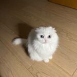 Park Shin-hye Instagram - 이제 겨우 다 길렀는데 미안해.. 털이 너무 날려...🤦🏻‍♀️ 콧구멍에 털이 꽂히는 기분이야.. . . . #털밀리기하루전