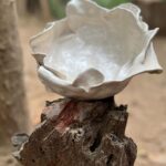 Patricia Garza Instagram - SOMOS NATURALEZA_ Somos lo que la tierra nos enseñó, lo que nos brinda y lo que sabemos tomar para la co-creación, somos lo que entendemos y lo que escuchamos, somos lo que se nos da y lo transformamos. @pueblodelsol_mx