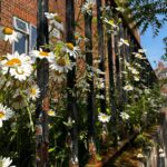 Patricia Heaton Instagram - Summer in Hampstead (pt.2)