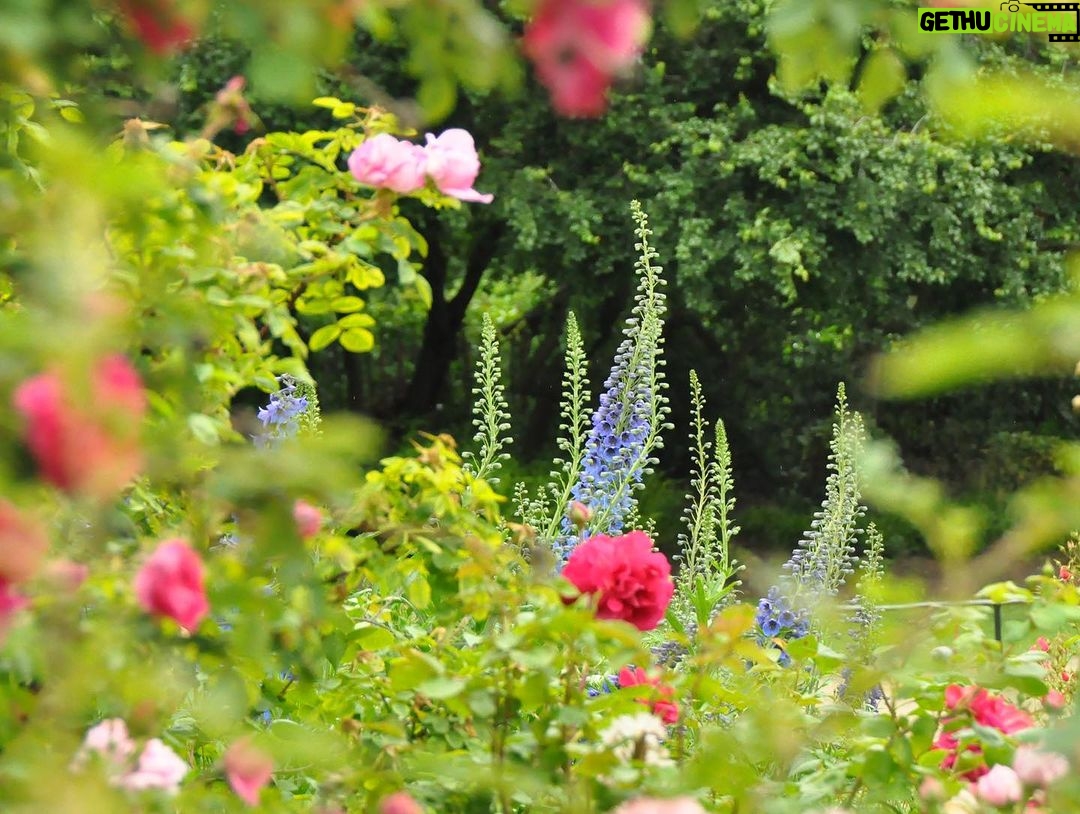 Patricia Heaton Instagram - I love wandering around London and checking out all the beautiful blooms in these lovely English gardens.