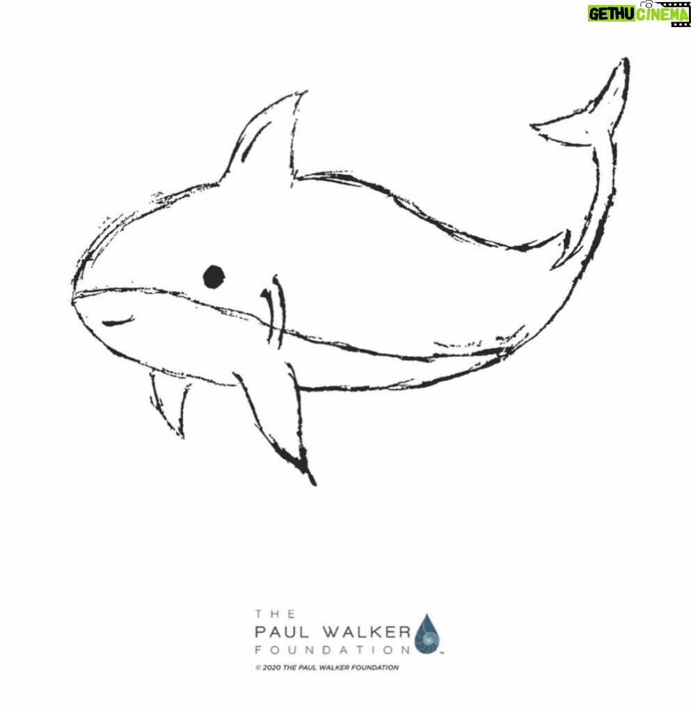 Paul Walker Instagram - Meet “Shadow The Shark” 🦈 another ocean friend in this series from @meadowwalker 🌊 FUN FACT: Did you know sharks do not have bones? Download, print and color Shadow! Please feel free to rename Shadow, sign your name, share and tag us so we can show off your beautiful work. Winners will receive Paul Walker Foundation merch👍 Connecting kids in the community with color. Do Good. Be Good. #DoGood 🐚