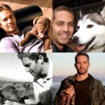 Paul Walker Instagram - 🐶💙 #NationalDogDay #TeamPW