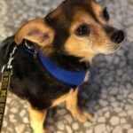 Paul Walling Instagram - Every day is #nationaldogday when you are @dogcheagle 🐾 #11statesandcounting
