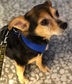 Paul Walling Instagram - Every day is #nationaldogday when you are @dogcheagle 🐾 #11statesandcounting
