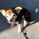 Paul Walling Instagram - 1st day of Fall / 4295th day of 2020 / Pumpkin Spice Rodney 🧡