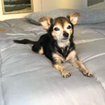 Paul Walling Instagram - How are you doing? I hope you’re staying safe at home. Me? Oh, thank you for asking. I’m fine, just spending time taking a few pics of my favorite hostage — er, I mean roommate — I mean DOG! @dogcheagle (he’s so tired of me talking to my screens)