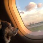 Paul Walling Instagram - The Cheagle has landed. LAX