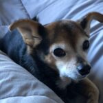 Paul Walling Instagram - My dude @dogcheagle