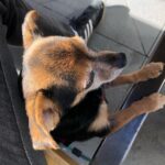 Paul Walling Instagram - @dogcheagle is On the Lookout. What are you looking for this weekend? #TGIF Los Angeles, California