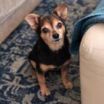 Paul Walling Instagram - We’re moving this week and @dogcheagle has barely lifted a paw to help with the packing. He is good at carrying furniture and driving the truck though. #teamworkmakesthedreamwork West Hollywood, California
