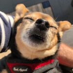 Paul Walling Instagram - Watching @dogcheagle nap is never not funny to me. #tinyteeth What do you think he’s dreaming about? Los Angeles, California