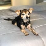 Paul Walling Instagram - How are you doing? I hope you’re staying safe at home. Me? Oh, thank you for asking. I’m fine, just spending time taking a few pics of my favorite hostage — er, I mean roommate — I mean DOG! @dogcheagle (he’s so tired of me talking to my screens)