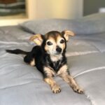 Paul Walling Instagram - How are you doing? I hope you’re staying safe at home. Me? Oh, thank you for asking. I’m fine, just spending time taking a few pics of my favorite hostage — er, I mean roommate — I mean DOG! @dogcheagle (he’s so tired of me talking to my screens)