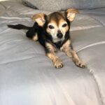 Paul Walling Instagram - How are you doing? I hope you’re staying safe at home. Me? Oh, thank you for asking. I’m fine, just spending time taking a few pics of my favorite hostage — er, I mean roommate — I mean DOG! @dogcheagle (he’s so tired of me talking to my screens)