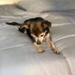 Paul Walling Instagram - How are you doing? I hope you’re staying safe at home. Me? Oh, thank you for asking. I’m fine, just spending time taking a few pics of my favorite hostage — er, I mean roommate — I mean DOG! @dogcheagle (he’s so tired of me talking to my screens)