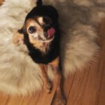 Paul Walling Instagram - Real dog fur, fake floor fur. @dogcheagle West Hollywood, California