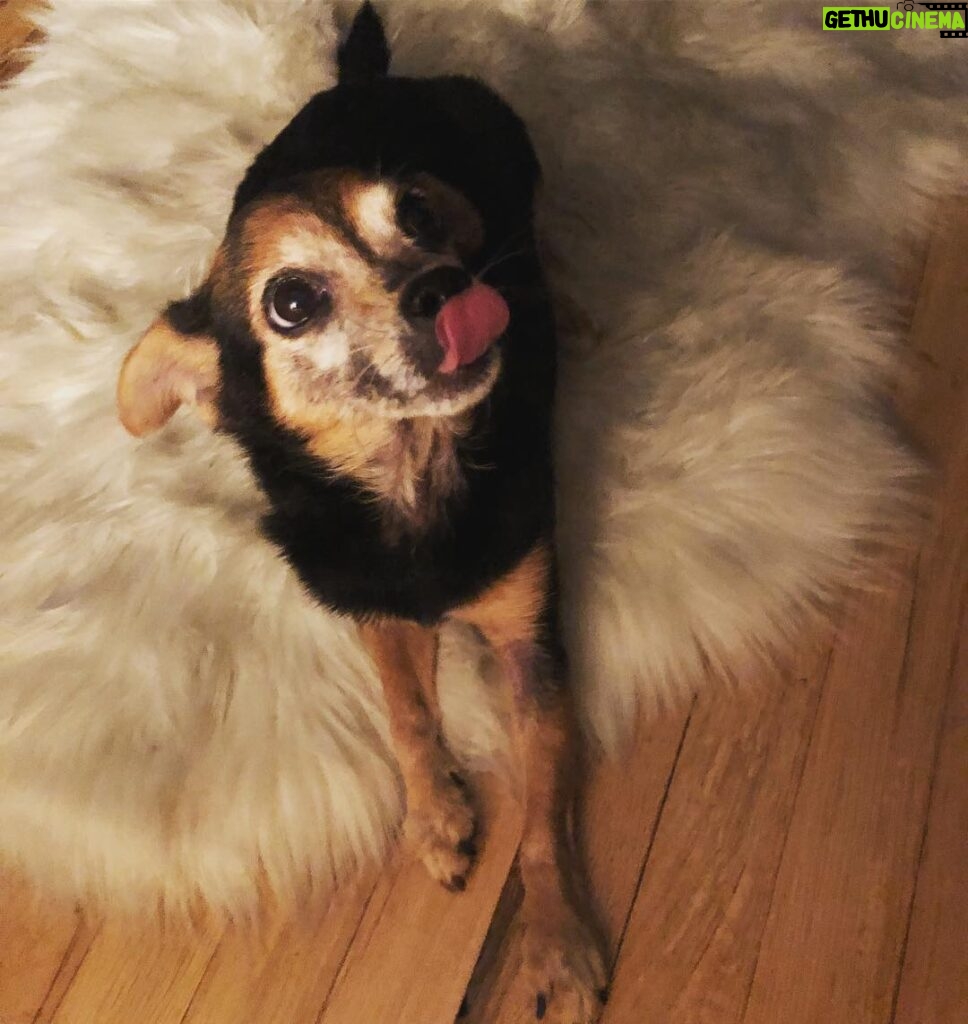 Paul Walling Instagram - Real dog fur, fake floor fur. @dogcheagle West Hollywood, California