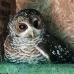 Paula Luchsinger Instagram - Ayer tuve la suerte de conocer a la @fundacion_nacurutu El dr Cristian Herrera y su equipo rehabilitan fauna silvestre para que puedan seguir su vida en libertad 🦉🐢🦅🐍 Esta fundación sobrevive gracias a los esfuerzos de Cristian y a las donaciones, por lo que lxs invito a ir al link de su página si quieren hacer su donación. Agradezco y admiro a las personas que dedican sus vidas a la conservación de nuestros ecosistemas, especialmente en estos momentos de emergencia climática.