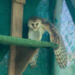 Paula Luchsinger Instagram - Ayer tuve la suerte de conocer a la @fundacion_nacurutu El dr Cristian Herrera y su equipo rehabilitan fauna silvestre para que puedan seguir su vida en libertad 🦉🐢🦅🐍 Esta fundación sobrevive gracias a los esfuerzos de Cristian y a las donaciones, por lo que lxs invito a ir al link de su página si quieren hacer su donación. Agradezco y admiro a las personas que dedican sus vidas a la conservación de nuestros ecosistemas, especialmente en estos momentos de emergencia climática.